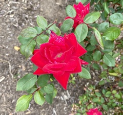 Rosa