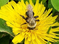 Andrena dunningi