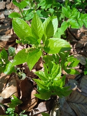 Mercurialis perennis