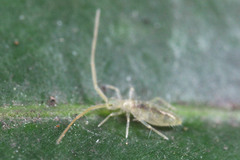 Paronellidae