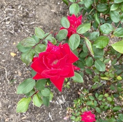 Rosa