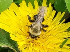 Andrena dunningi