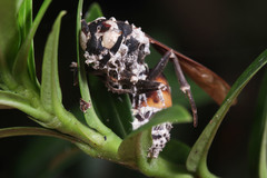 Vespa affinis