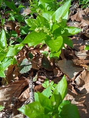 Mercurialis perennis