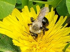 Andrena dunningi
