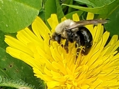 Andrena dunningi