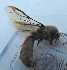 Dorylus helvolus
