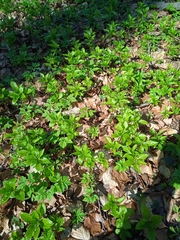 Mercurialis perennis
