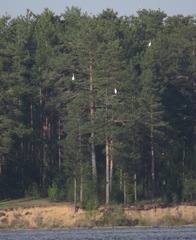 Ardea alba