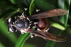 Vespa affinis