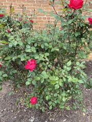 Rosa