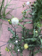 Senecio