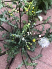 Senecio