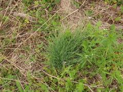 Festuca roemeri roemeri