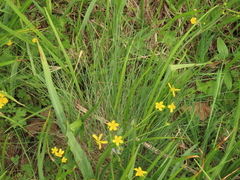 Festuca roemeri roemeri