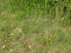 Festuca roemeri roemeri