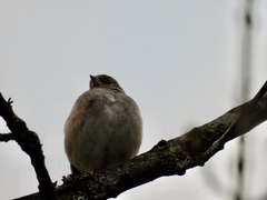 Fringilla coelebs