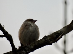 Fringilla coelebs