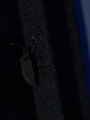 Neolethaeus assamensis