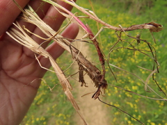 Festuca roemeri roemeri