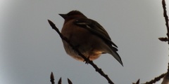 Fringilla coelebs