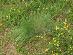 Festuca roemeri roemeri