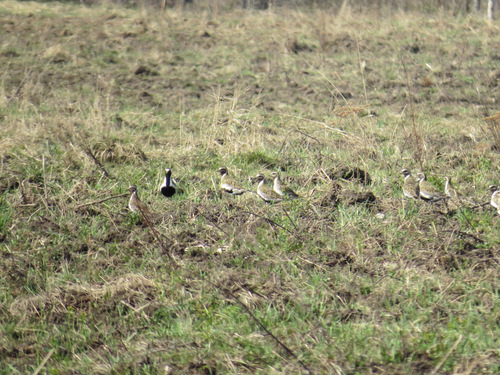 European Golden Plover (Pluvialis apricaria)