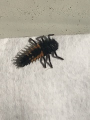 Harmonia axyridis