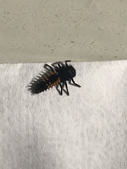 Harmonia axyridis