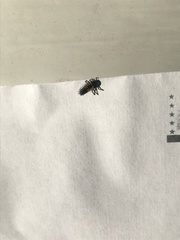 Harmonia axyridis