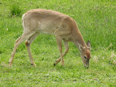 Odocoileus virginianus leucurus