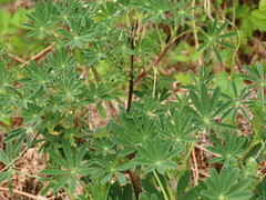 Lupinus rivularis