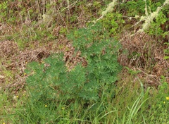 Lupinus rivularis