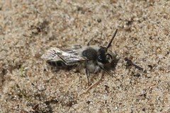Andrena barbilabris