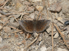 Erynnis brizo