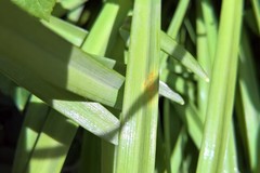 Melampsora galanthi-fragilis