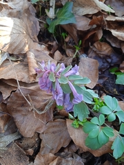 Corydalis solida
