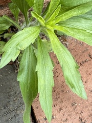 Erigeron