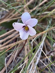 Viola cuneata