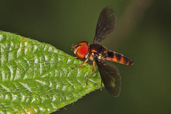 Ocyptamus antiphates