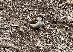 Passer domesticus