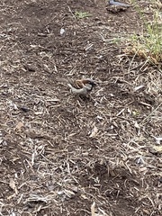 Passer domesticus