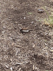 Passer domesticus