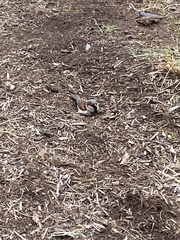 Passer domesticus