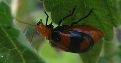 Sonchia sternalis