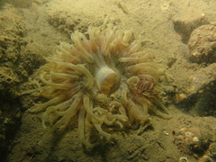 Urticina felina