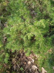Juniperus communis