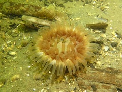 Urticina felina