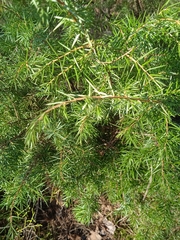 Juniperus communis