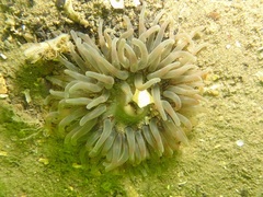 Urticina felina
